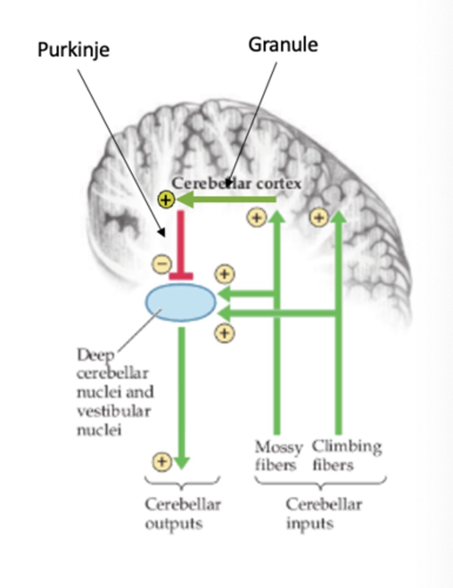 <p>Receive excitatory input from mossy fibers</p><p>- Axons bifurcate to form parallel fibers which form excitatory synapses with numerous Purkinje cells</p>