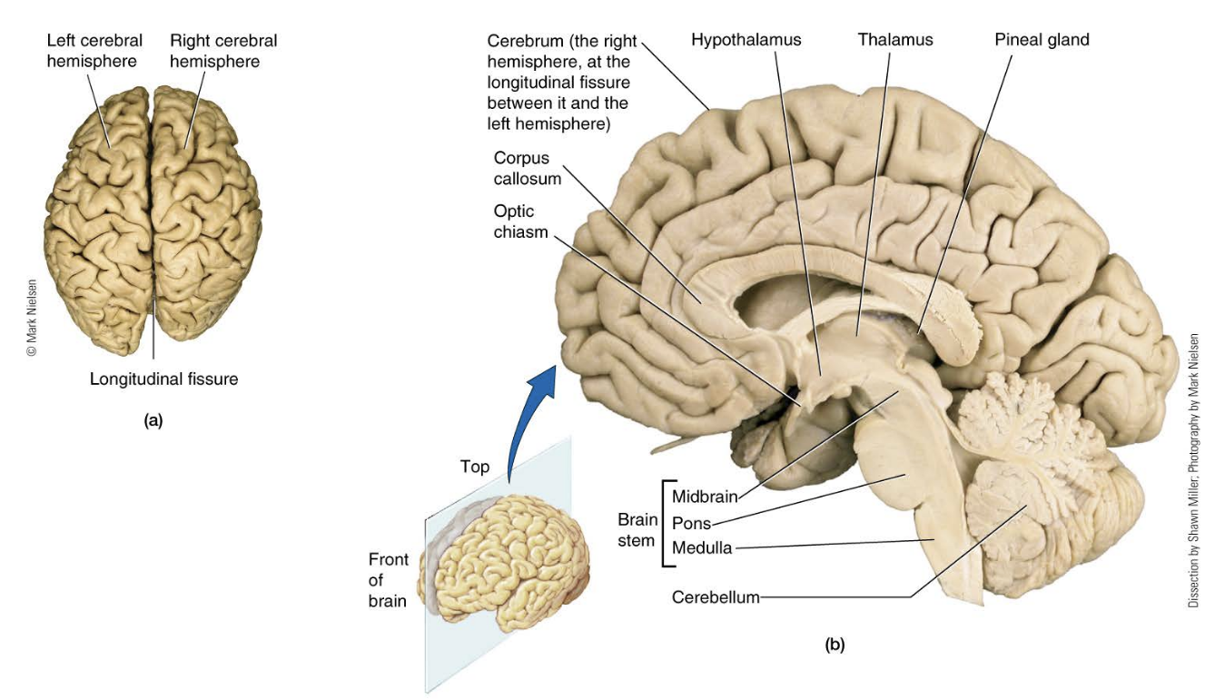 <p>• Largest portion of the human brain</p><p>• Two halves (right and left cerebral hemispheres joined by corpus callosum)</p><p>• Corpus callosum allows two hemispheres to communicate and cooperate with each other</p><p></p><p>• Thin outer shell of gray matter on each hemisphere</p><p>• Gray matter is predominately densely packaged neuronal cell bodies</p><p>• Bundles or tracts of myelinated nerve fibres constitute the white matter</p><p>      – Transmit signals from one part of the cerebral cortex to another and to other regions of the CNS</p>
