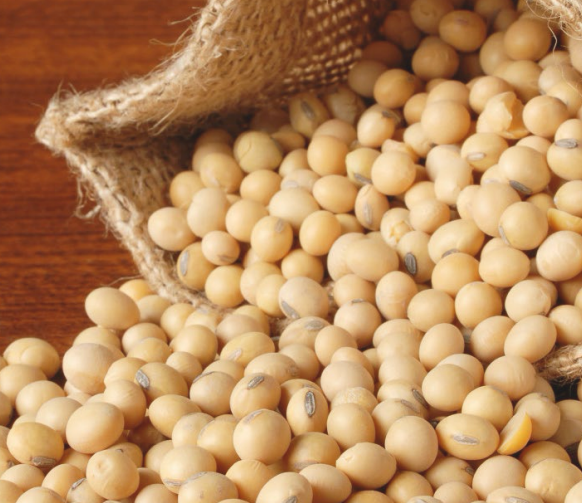 <p><strong>Diet Processing </strong></p><p>__________(Reduces digestibility)</p><ul><li><p><span style="color: red;"><strong>Decrease the activity of protein hydrolyzing enzymes in the small intestine (trypsin and chymotrypsin)</strong></span></p></li><li><p><strong>Decreases protein digestibility</strong></p></li><li><p><strong><mark data-color="red" style="background-color: red; color: inherit;">Heat treat will also destroy inhibitors (this is why we feed roasted soybeans to destroy inhibitors)</mark></strong></p></li><li><p><strong>Commonly found in soybean protein </strong></p></li></ul><p></p>