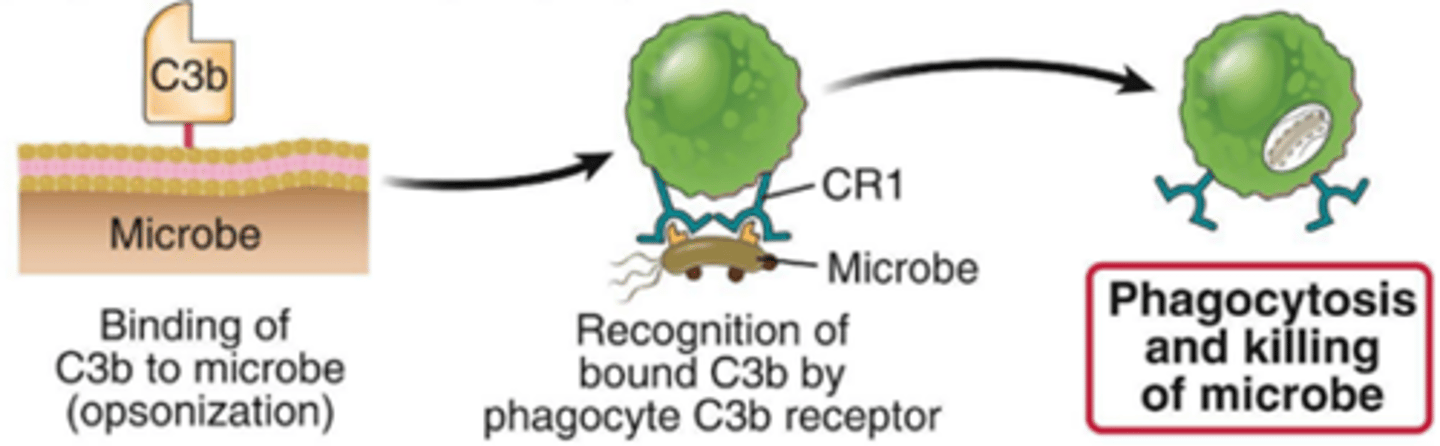 <p>pathogens are coated with opsonins (such as C3b),</p><p>recognition of C3b by phagocyte,</p><p>phagocytosis of pathogen</p>