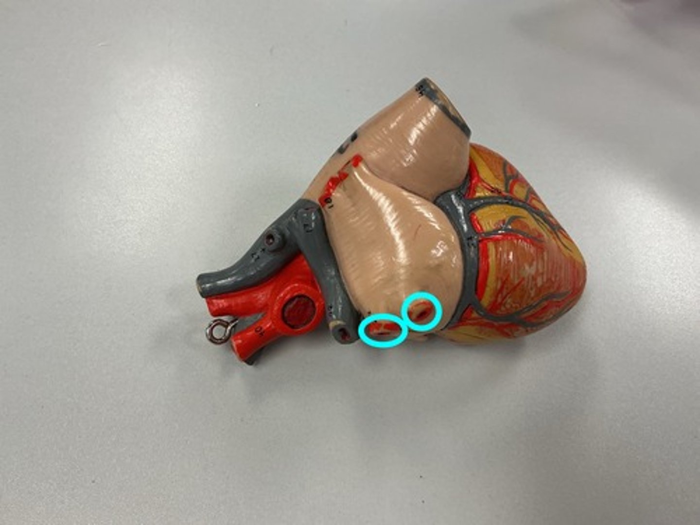 knowt flashcard image