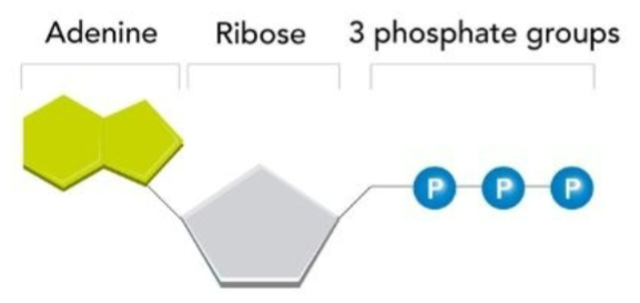 <p>What molecule’s structure is this?</p>