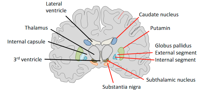 <p>The basal ganglia comprise the striatum (the caudate, and putamin), the globus pallidus (GPe & GPI), the substantia nigra and the subthalamic nucleus.</p>