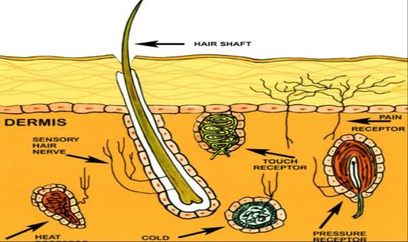 <p>carry incoming information from the sense receptors to the central nervous system.</p>