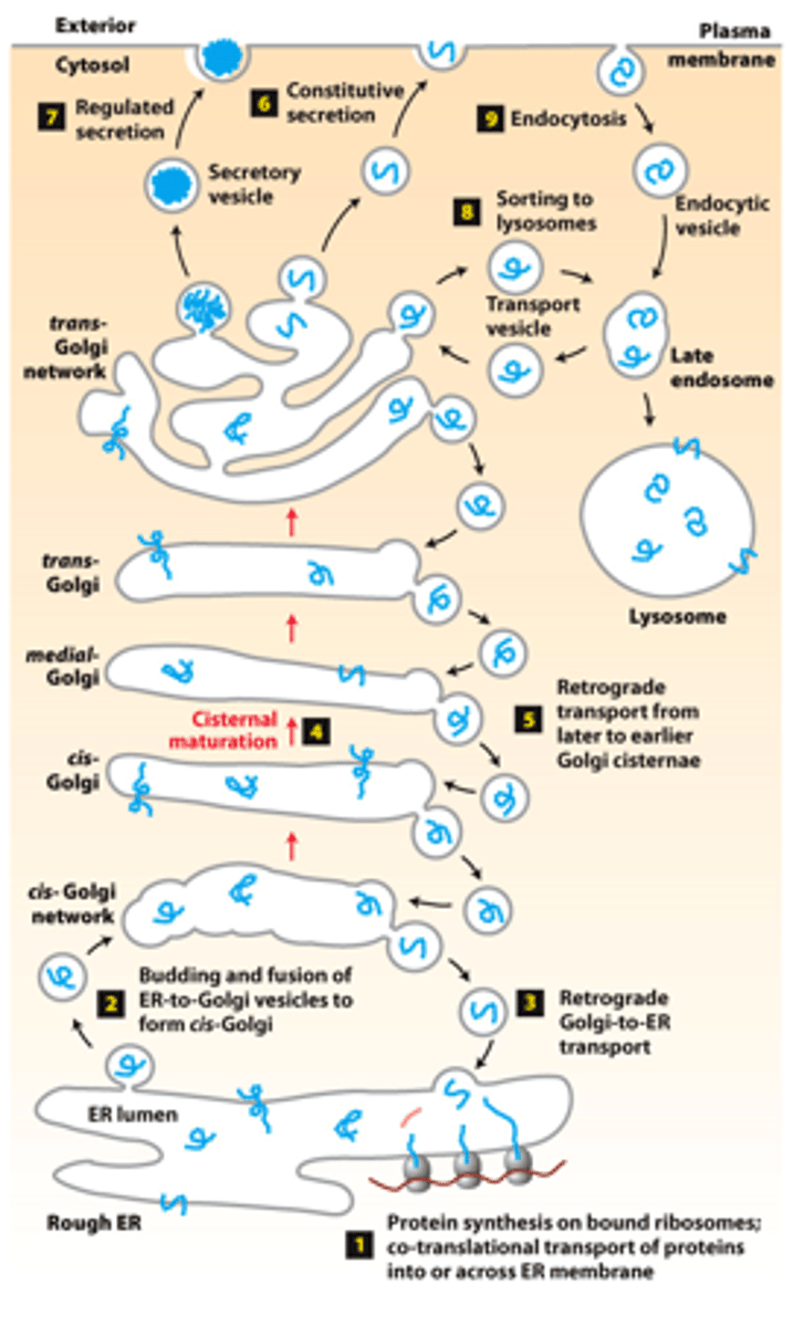 <p>overview of the _______________ and ______________ pathways of protein sorting</p>