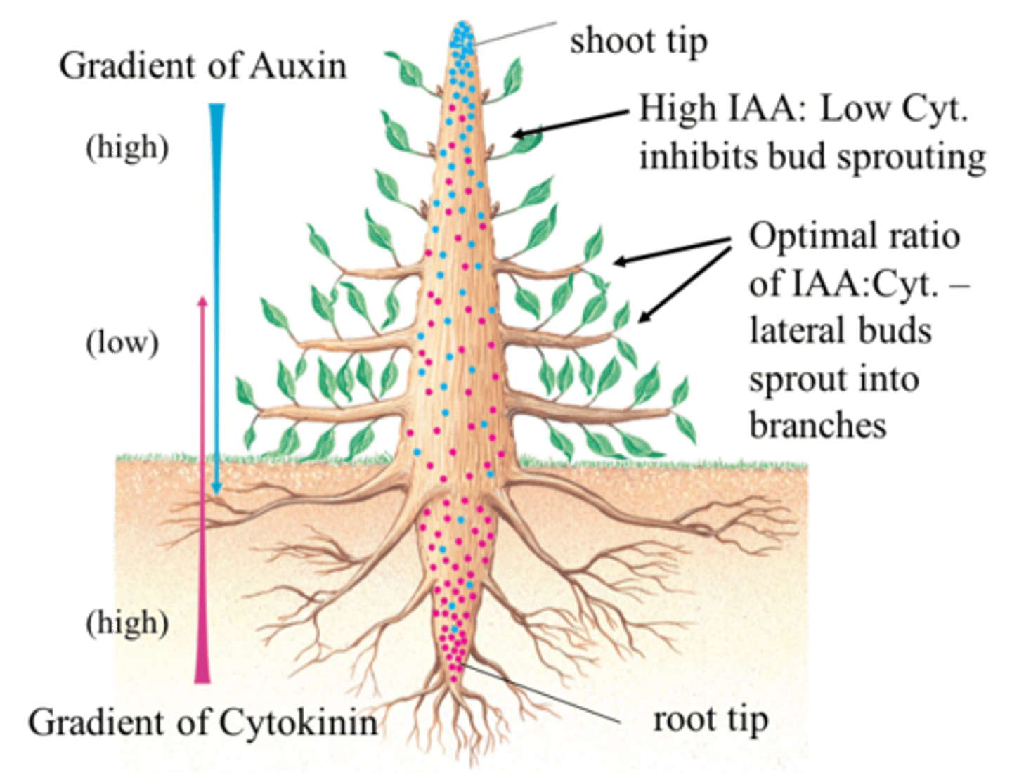 <p>Regulate cell division, modify apical dominance (inhibits auxin), delay leaf aging, used in tissue culture, cell differentiation</p>