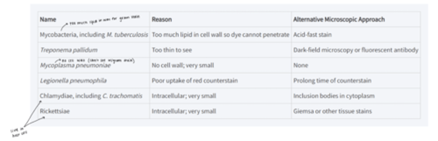 <p>know mycobacteria, chlamydia, and rickettsiae</p>