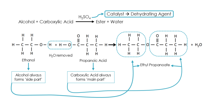 <p>condensation reaction between an alcohol and a carboxylic acid that produces an ester and water → H<sub>2</sub>SO<sub>4</sub> is the catalyst/dehydrating agent</p>