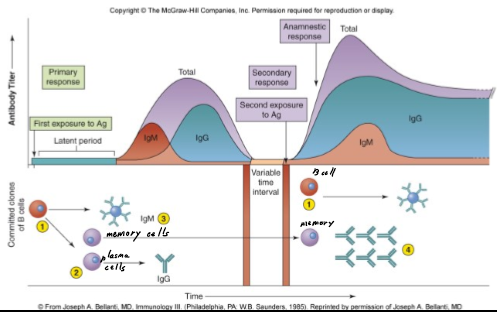 <p>aight</p><p>Short answer or essay question: describe the primary and secondary response of antibody production, including cells.</p>