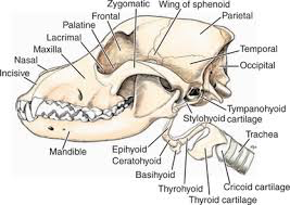 <ul><li><p><span style="color: rgb(0, 0, 0)">AKA hyoid apparatus</span></p></li><li><p><span style="color: rgb(0, 0, 0)">Located just above larynx</span></p></li><li><p><span style="color: rgb(0, 0, 0)">Made up of several small bones untied by cartilage</span></p></li><li><p><span style="color: rgb(0, 0, 0)">Supports base of tongue, pharynx and larynx</span></p><ul><li><p><span style="color: rgb(0, 0, 0)">Aids in swallowing</span></p></li></ul></li><li><p><span style="color: rgb(0, 0, 0)">Attached to temporal bone</span></p></li></ul>