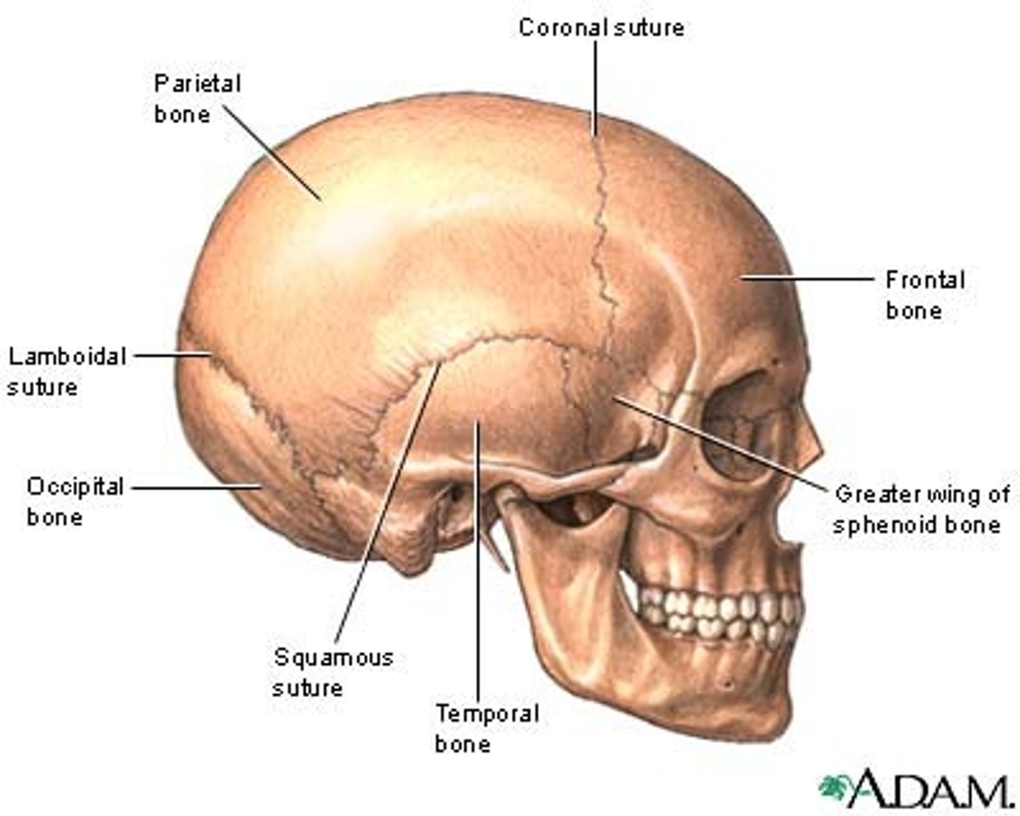 <p>fibrous nonmoving joints that connect bones of the skull.</p>