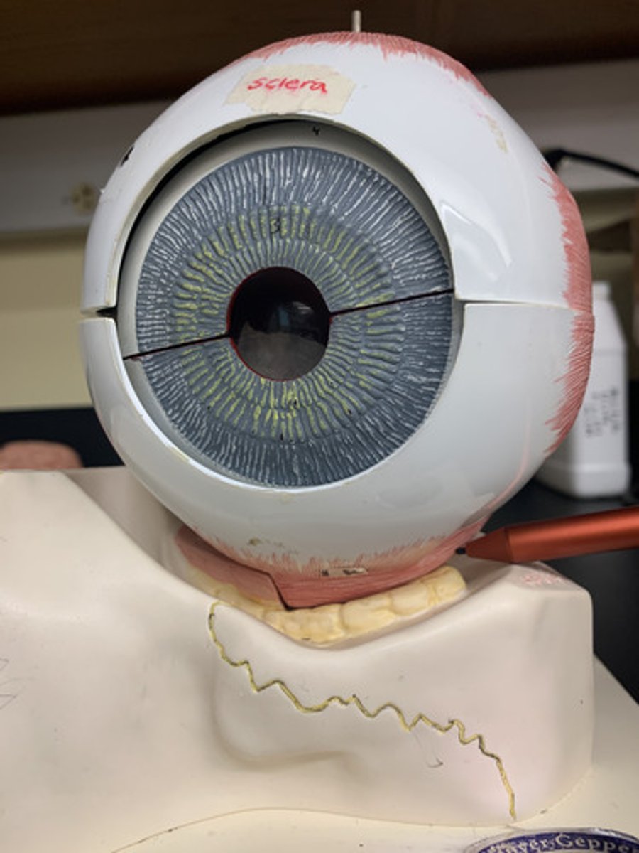 <p>Origin: Common tendinous ring</p><p>Insertion: Inferolateral sclera of eye</p><p>Action: Elevates, abducts and laterally rotates eye</p><p>Inn: Oculomotor nerve (CN III)</p>