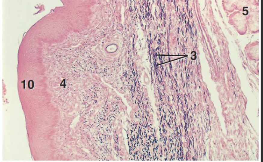 <p>what structure is shown?</p>