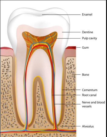 <p>Thin, mineralized, bone-like substance (conn. tissue) covering roots from CEJ to apex; outer most layer of the roots</p>