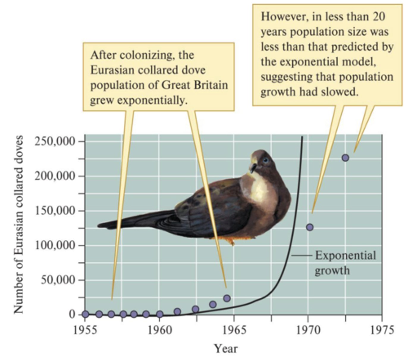 <p>Eurasian collared dove expanded into Western Europe in the 20th century. Population grew exponentially for a decade or more, then rate of population growth began to slow</p><p>- Suggests that population was approaching environmental limits (i.e. running out of resources, nesting sites)</p>