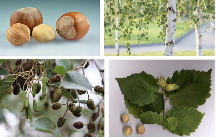 <p>Clade: Superrosids (Fabids)</p><p>Order: Fagales</p><ol><li><p>Woody <strong>catkins</strong></p></li><li><p>Tannins</p></li><li><p>Peeling bark</p></li><li><p>Double-toothed/serrate lvs</p></li><li><p>Symbiotic N fixation</p></li><li><p><strong>Wind pollinated</strong></p></li><li><p><strong>Monoecious</strong></p></li><li><p><strong>Nutlets*</strong></p></li><li><p><strong>Catkins</strong></p></li></ol><p></p>