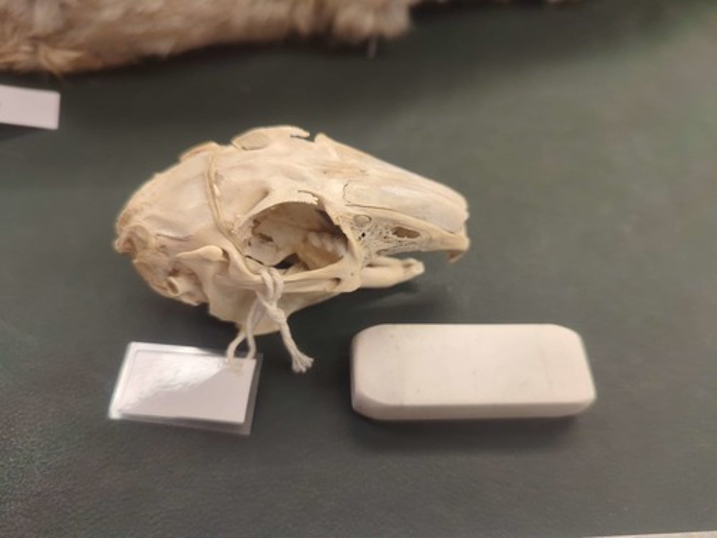<p>What animal is this? Answer with "Skull" after animal name.</p>