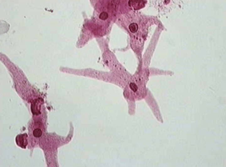 <p>Superkingdom?</p>