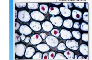 <p>strong, flexible cell walls that support large plants</p>