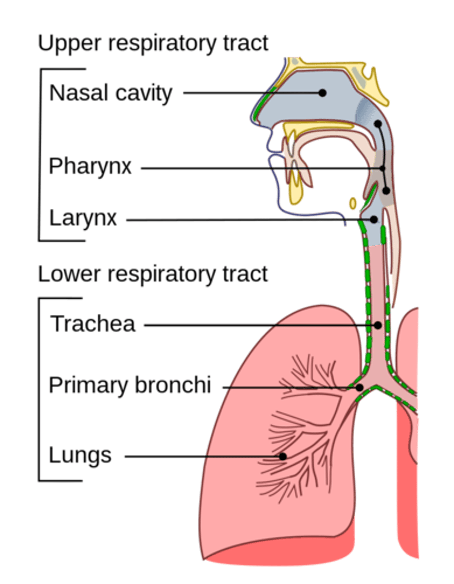 <p>the larynx and esophagus</p>