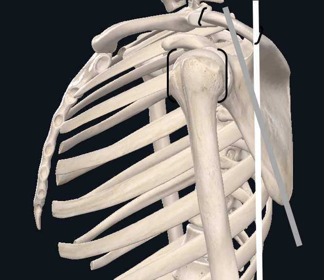 <ul><li><p>(transverse plane) 30-35 degrees of internal rotation</p></li><li><p>(frontal plane) 5-10 degrees of upward rotation</p></li><li><p>(sagittal plane) 10 degrees of anterior tilt</p></li></ul><p></p>