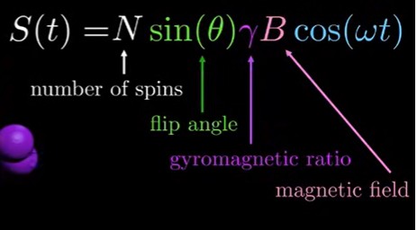 <ol><li><p>number of spins contributing to signal (spins that do not have an opposing partner to cancel each other out and are thus participating in delivering NMR)</p></li><li><p>flip angle</p></li><li><p>gyromagnetic ratio</p></li><li><p>magnetic field</p></li></ol><p></p>