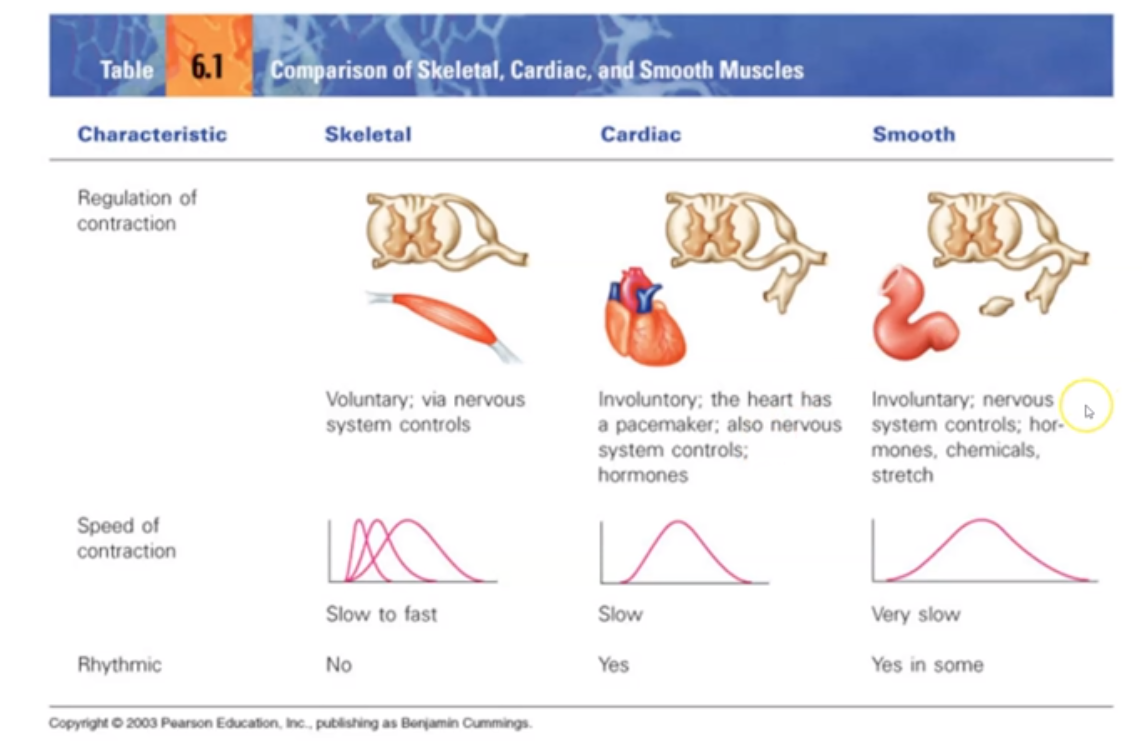 <ol><li><p>Found in Heart</p></li><li><p>Involuntary Contraction</p></li><li><p>Single Nuclei</p></li><li><p>Intercalated disks</p></li><li><p>Circulate blood</p></li></ol>