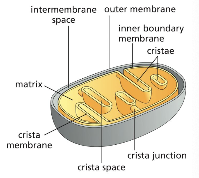 <ol><li><p>outer membrane (OMM): has lots of porin, TOMs, and pro-apoptotic proteins</p></li><li><p>intermembrane space (IMS): is equivalent to the cytosol in terms of pH and ion composition. it has no electrochemical gradient</p></li><li><p>inner membrane (IMM): machinery for oxidative phos, metabolite transporters, TIMs all found here. this area generates cristal space</p></li><li><p>matrix: has metabolic enzymes and performs oxidation of foodstuffs</p></li><li><p>cristal space: traps protons</p></li></ol>
