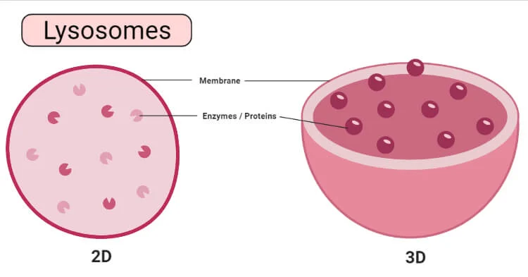 <p>Lysosomes </p>