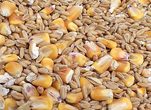 one seeded with seed coat fused to fruit wall