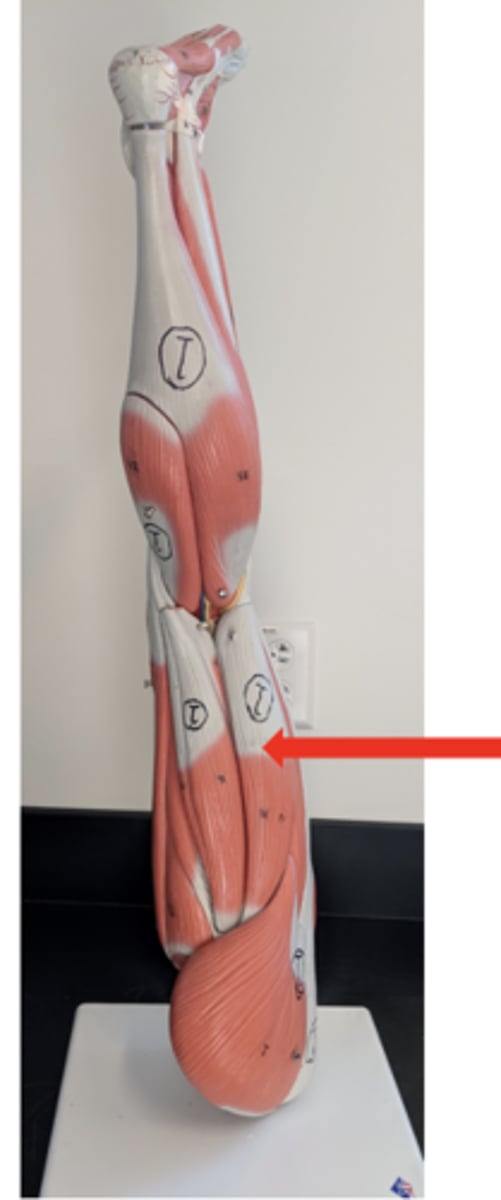 <p>what is this?</p>