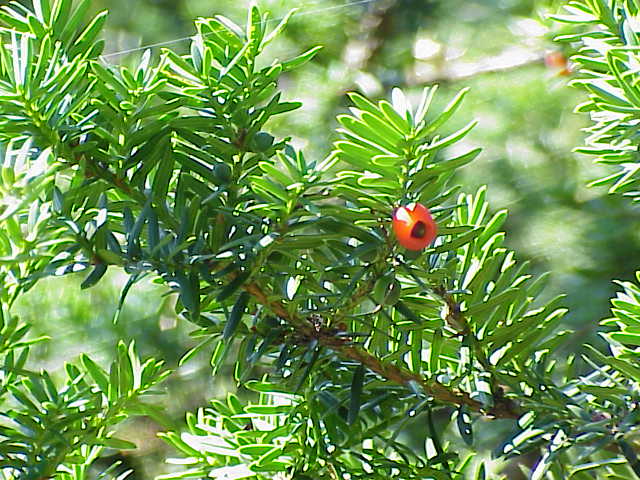 <p>Japaninmarjakuusi</p>