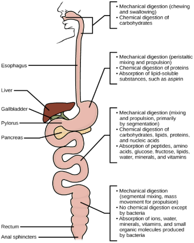 <p>Alimentary and extracellular</p><ul><li><p>digestive enzymes secreted by wall of digestive tract and glands</p></li></ul>