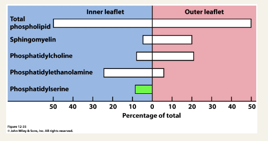 <ul><li><p>Phosphatidylserine is excluded from the outer leaflet by an active process - a flippase</p></li><li><p><span style="font-family: "Helvetica Neue"; line-height: normal; font-size: 12px;"><span> </span></span>Exposure of phosphatidylserine on the cell surface is a pro-apoptotic signal</p></li></ul><p></p>