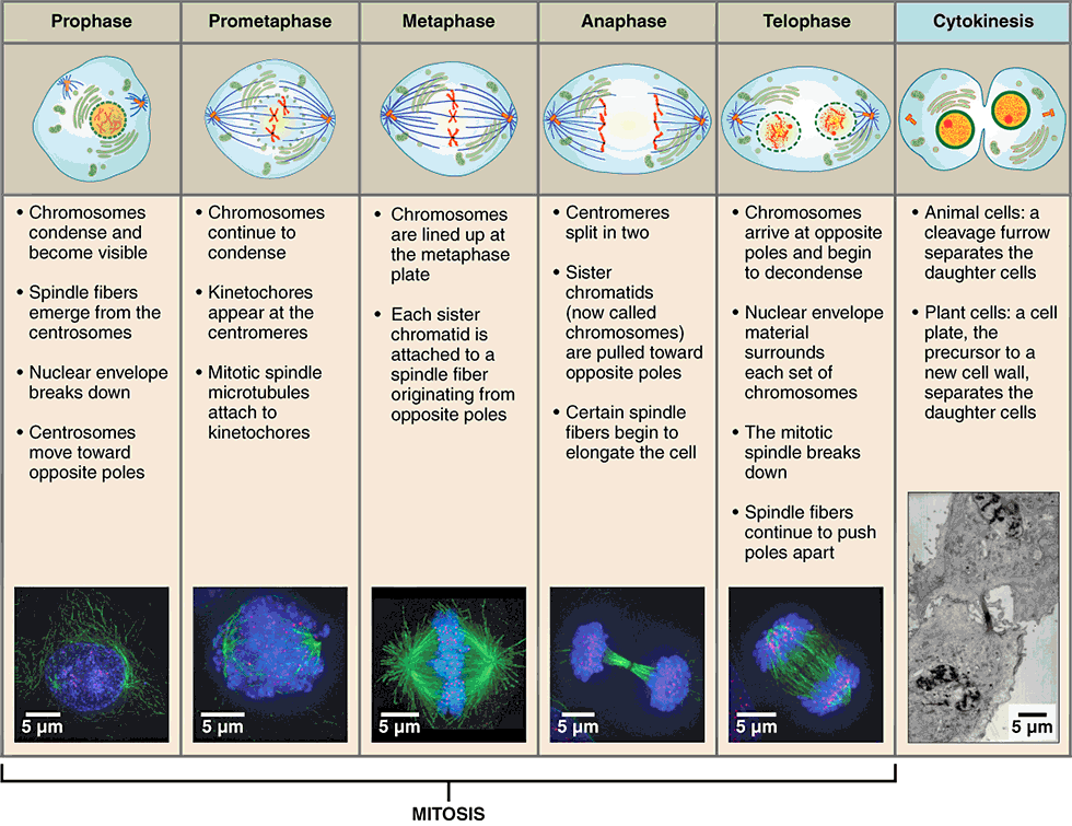 <ul><li><p>mitosis followed by cytokinesis</p></li><li><p>the stages of cell division oversee the separation of identical genetic material into two new nuclei (mitosis), followed by the division of the cytoplasm (cytokinesis)</p></li></ul><p></p>