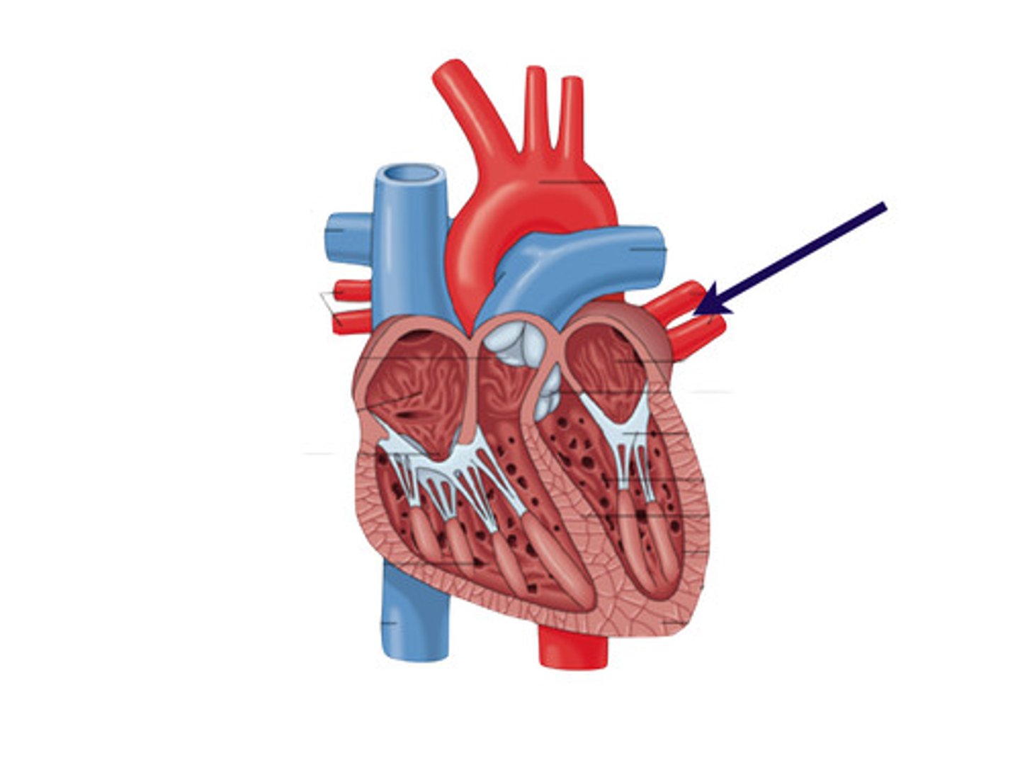 <p>The veins that carry oxygenated blood from the lungs to the left atrium.</p>