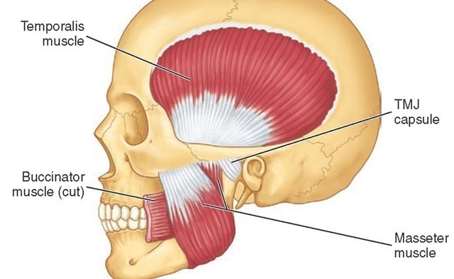 <p>O: Zygomatic arch</p><p>I: Mandibular angle and ramus</p><p>A: Elevates, protracts, retracts mandible and moves mandible side to side</p>