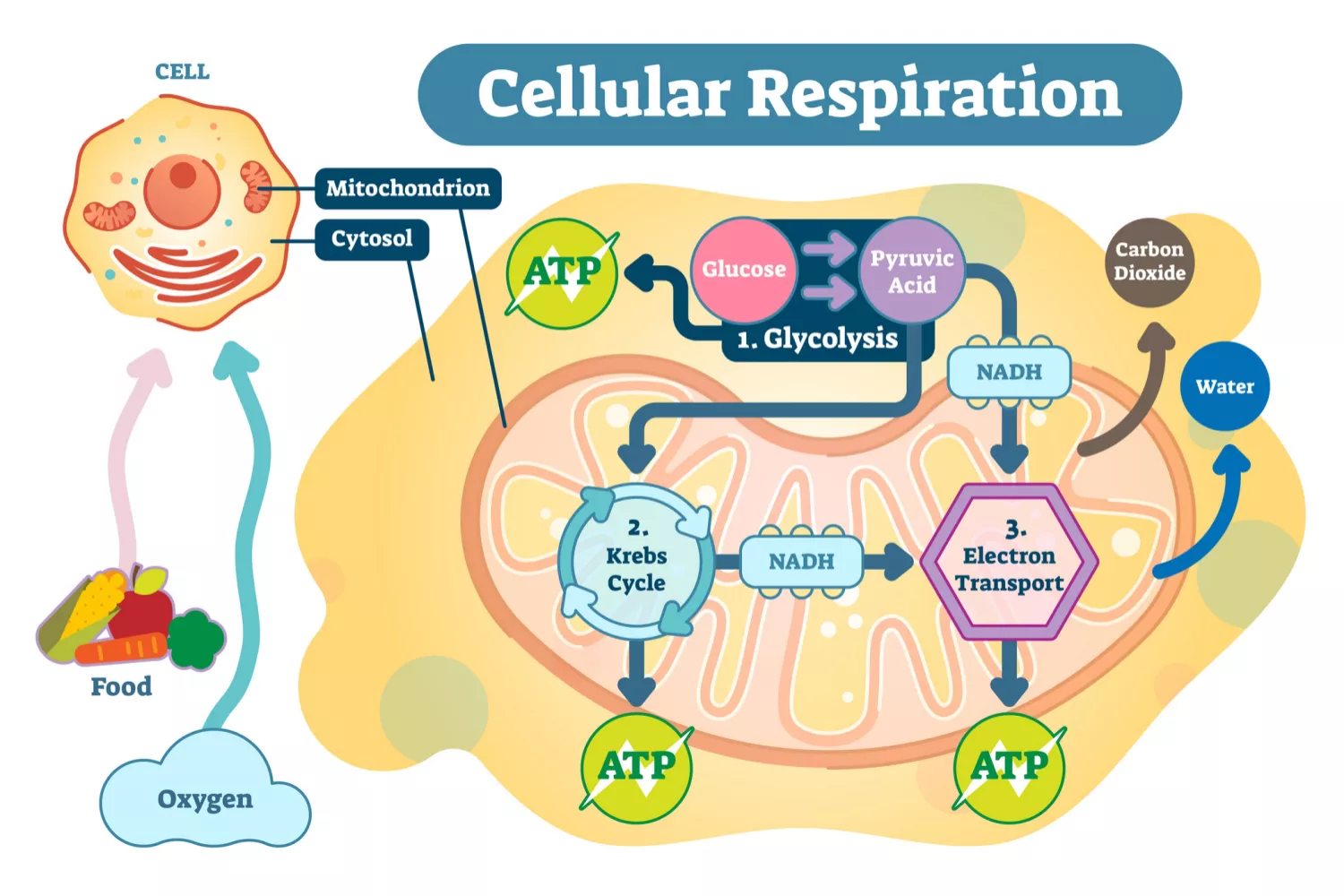 <p><strong>Cellular respiration</strong> is the controlled release of ATP energy from food in cells. </p>