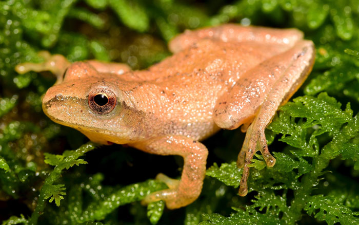 <p>Spring Peeper</p>