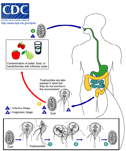 <p>all flagelletes have the same life cycle; all divide by binary fission </p><ol><li><p>cysts &amp; trophs are passed in stool ; trophs do not survive in the environment</p></li><li><p>mature cysts are ingested from contaminated water or hands/fomites</p></li><li><p>cyst develops into troph in small intestine</p></li><li><p>troph divides by binary fission </p></li><li><p>troph releases cyst to repeat cycle </p></li></ol><p></p>