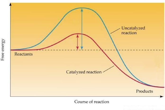 <ul><li><p><span style="font-family: "Trebuchet MS";"><span>energy required to get a reaction started.</span></span></p></li><li><p><span style="font-family: "Trebuchet MS";"><span>Enzymes speed up reactions by influencing the stability of bonds in the reactants. </span></span></p></li><li><p><span style="font-family: "Trebuchet MS";"><span>may also provide an alternative reaction pathway, thus lowering the activation energy needed for a reaction to take place.</span></span></p></li></ul><p></p>