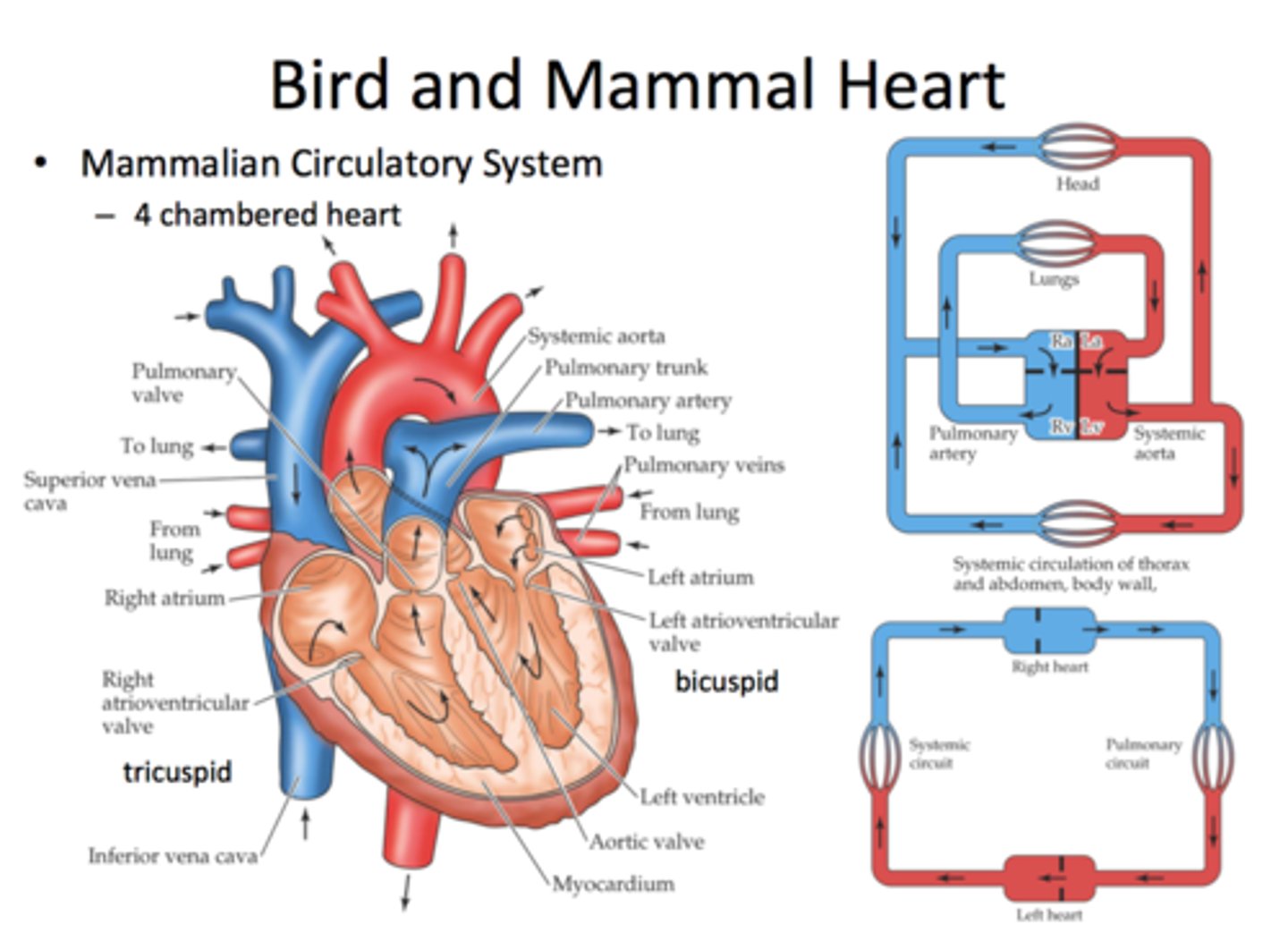 <p>four chambered heart</p>