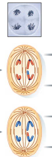 <p>Sister chromatids are pulled apart(separate) from the pairing and move to opposite poles. The chromatids, now individual chromosomes, are drawn toward opposite ends of the cell, ensuring each new cell will receive an identical set of chromosomes. </p>