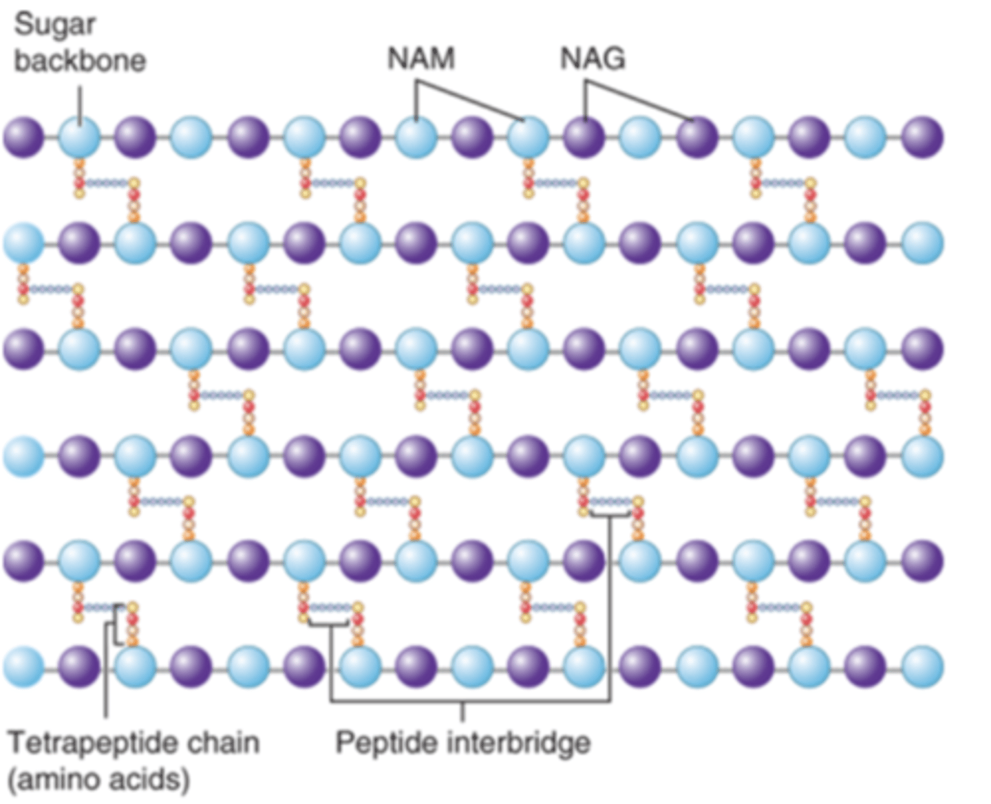<p>1. important in maintaining shape of cell</p><p>2. allows cell to withstand low osmotic pressure</p><p>(complex, interwoven network that surrounds the entire cell)</p>