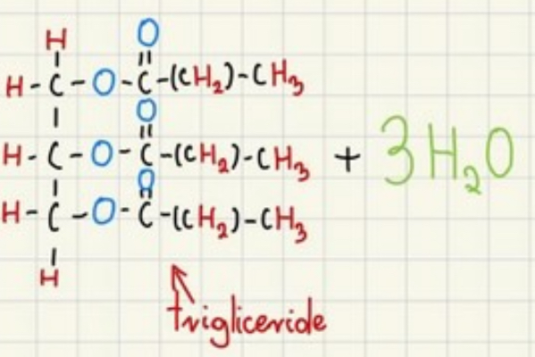 <p>Trigliceride +3 water molecules</p>