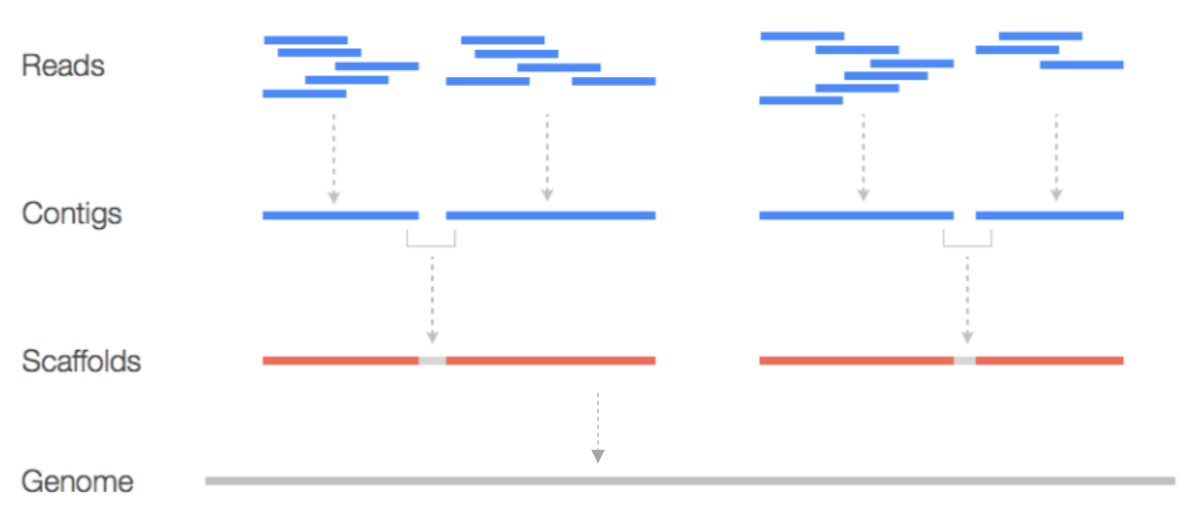 <ul><li><p>Without an established reference genome.</p></li><li><p>Piecing together short reads into a complete genome by finding overlaps between them.</p></li><li><p>Like piecing together a puzzle without a picture.</p></li><li><p>Contigs: overlapping reads to form longer, continuous sequences.</p><ul><li><p>Gaps in contigs arise due to technical limitations and biological complexities.</p></li><li><p>Prevent the assembler from joining all reads into a continuous sequence.</p></li></ul></li><li><p>Scaffolds: Contigs are organized using additional information to provide a higher-order structure.</p><ul><li><p>Composed of &gt;=1 contigs, separated by gaps, with unknown sequence.</p></li></ul></li><li><p>Technical limitations: </p><ul><li><p>Short reads may not span repetitive regions or complex genomic structures, making it hard for the assembler to order and orient them correctly. </p></li><li><p>Some regions of the genome are not well-covered by reads due to bias in sequencing (e.g., GC content bias), random sampling variability, poor-quality DNA,</p></li></ul></li></ul><p></p>