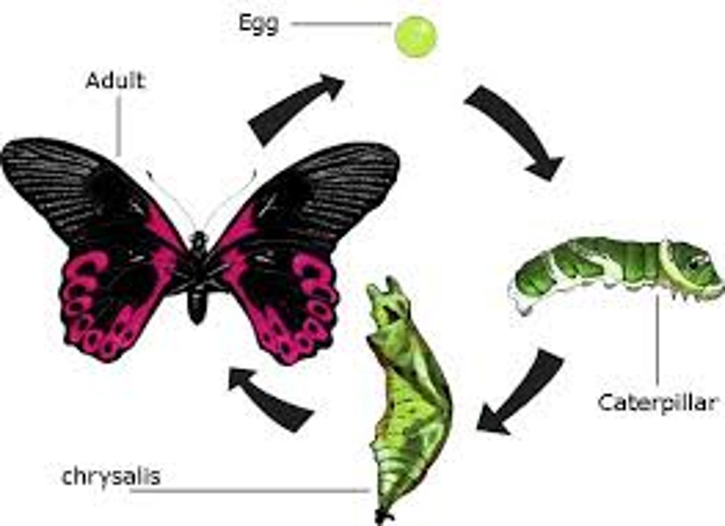 <p>a transformation or dramatic change<br>ant: stasis</p>