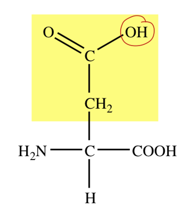 BETA-CARBOXYLIC ACID R GROUP