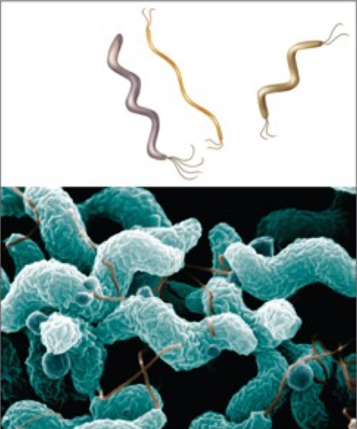 <p>helical, comma, twisted rod, corkscrew shaped</p>