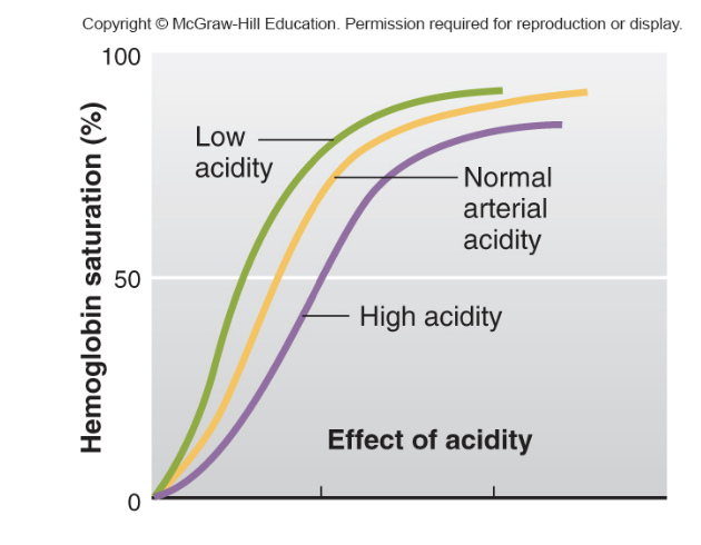 <p>-When the pH decreases (i.e., the environment becomes more acidic), hemoglobin's affinity for oxygen <strong>decreases</strong>. </p><p>Exercise —&gt; lactic acid —&gt; low pH —&gt; need more O2 to muscles</p><p></p><p>-When the pH increases (i.e., the environment becomes more alkaline), hemoglobin’s affinity for oxygen <strong>increases</strong>.</p><p>lung pH is alkaline to increase affinity</p><p></p><ul><li><p class=""><strong>Acidic pH</strong> (low pH): <strong>Decreases</strong> hemoglobin's affinity for oxygen, promoting oxygen release in metabolically active tissues.</p></li><li><p class=""><strong>Alkaline pH</strong> (high pH): <strong>Increases</strong> hemoglobin's affinity for oxygen, aiding oxygen binding in the lungs.</p></li></ul><p></p>